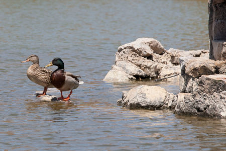 Breeding Pair of Mallard Ducks