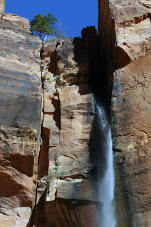 Random Falls in Zion National Park