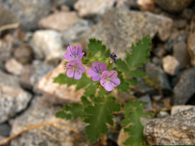Death Valley - Notch-leaf Phacelia