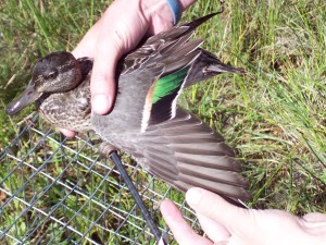Green-wing teal male in full breeding plumage