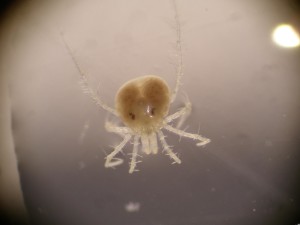 Water mite