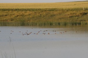 Typical wetland, with a lot of waterfowl on it