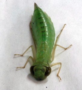 Green Darner dragonfly larvae