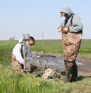 waterfowl banding