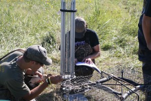 waterfowl banding