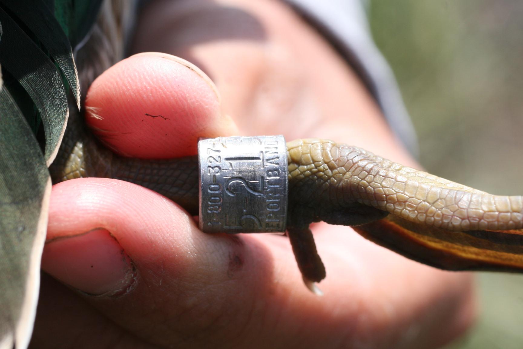 aluminum-and-incloy-waterfowl-leg-banding-eric-hanson