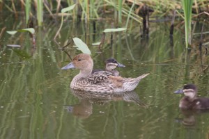 Hatch year Pintail and Ruddy duck