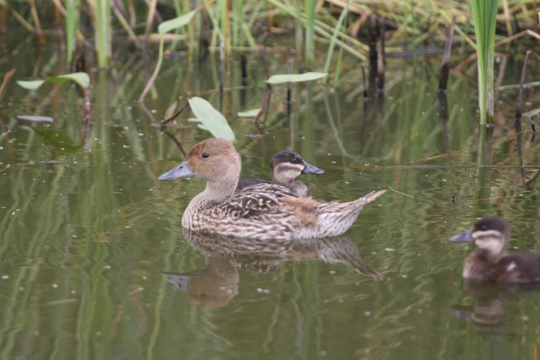 Waterfowl Archives - Eric Hanson