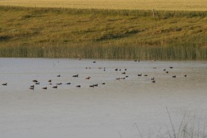 Several waterfowl on a wetland in the prairie pothole region