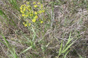 Flea beetles attack the root system of the Leafy Spurge. Farmers are given the beetles for free, and then in the spring are asked to sweep net them and distribute them to other farmers in the area that have a spurge problem