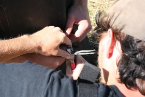 waterfowl banding