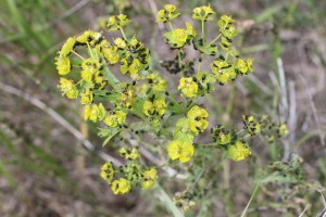 Biological control of the Leafy Spurge plant by Flea Beetles