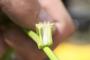 The ligule is the portion of the sheath that extends above the green tubular section