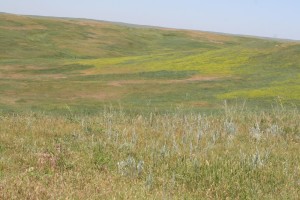 Expansive grassland area