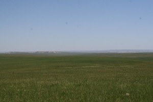 Prairie left alone since the Dust Bowl period
