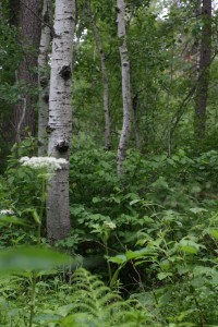 Aspen wooded area in Black Hills