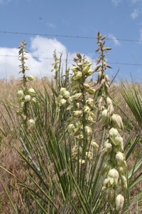 Succulent from high dry prairie area