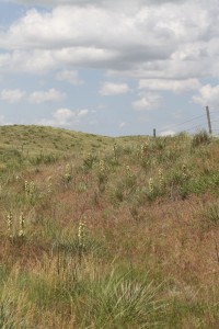 Dry prairie with succulents