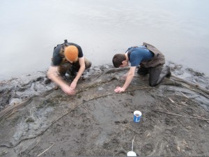 Seining for a research project at MSUM