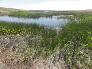 A wetland with a lot of horsetails